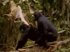 Tổng Hợp Clip Sex Thú Hoang Dã Vô Cùng Kích Thích